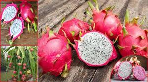 Dragon Fruit Benefits